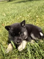 Sammy, a male Pomsky for sale in Michigan City, IN – 2 of 4