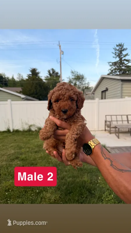Ricky – Miniature Goldendoodle puppy for sale in Michigan City, IN