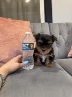 Dexter, a male Yorkshire Terrier for sale in Michigan City, IN – Photo 3 of 4