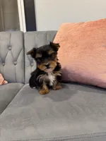 Dexter, a male Yorkshire Terrier for sale in Michigan City, IN – Photo 1 of 4