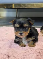 Dexter, a male Yorkshire Terrier for sale in Michigan City, IN – Photo 2 of 4