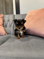 Dexter, a male Yorkshire Terrier for sale in Michigan City, IN – Photo 4 of 4