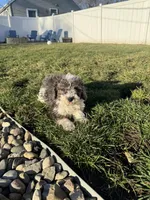 Jasper , a male Poodle - Miniature  for sale in Michigan City, IN – Photo 6 of 6