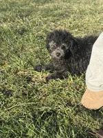 Jasper , a male Poodle - Miniature  for sale in Michigan City, IN – Photo 4 of 6