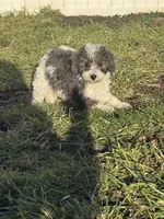 Jasper , a male Poodle - Miniature  for sale in Michigan City, IN – Photo 5 of 6