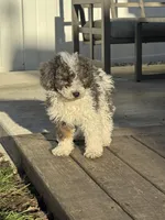 Jasper , a male Poodle - Miniature  for sale in Michigan City, IN – Photo 2 of 6