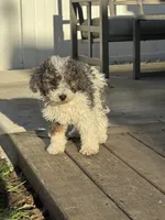 Jasper , a male Poodle - Miniature  for sale in Michigan City, IN – Photo 1 of 6