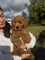 Mia, a female Miniature Goldendoodle for sale in Michigan City, IN – 4 of 5
