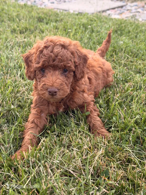 Jasper – Miniature Goldendoodle puppy for sale in Michigan City, IN