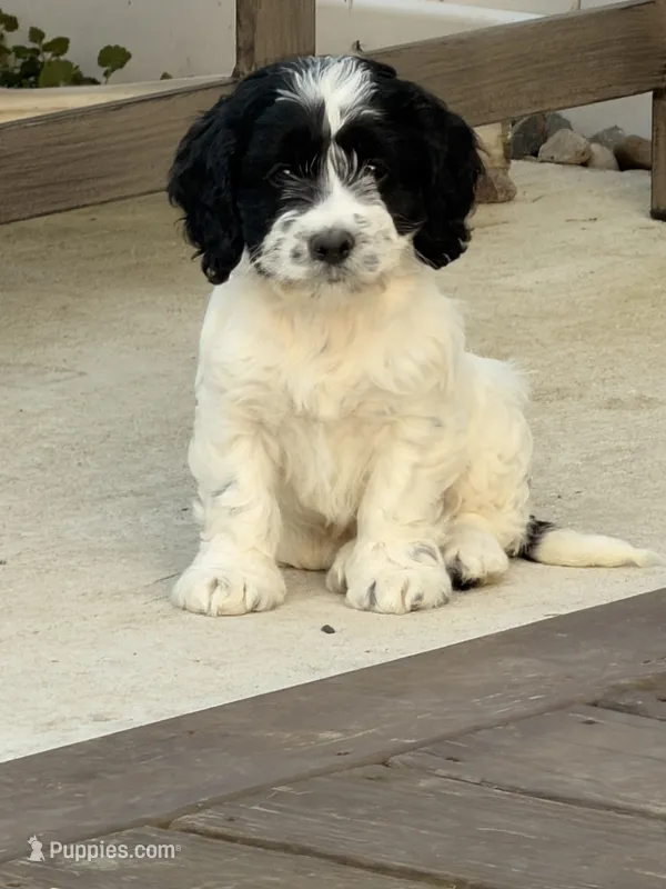 April, a female Cockapoo for sale in Michigan City, IN – 1 of 4