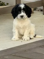 April, a female Cockapoo for sale in Michigan City, IN – 1 of 4