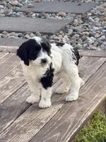 Hafid, a male Cockapoo for sale in Michigan City, IN – Photo 2 of 4