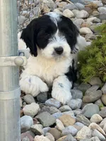 Hafid, a male Cockapoo for sale in Michigan City, IN – Photo 1 of 4