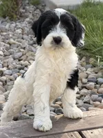 Hafid, a male Cockapoo for sale in Michigan City, IN – Photo 3 of 4