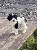 Hafid, a male Cockapoo for sale in Michigan City, IN – Photo 4 of 4