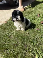 Maggie , a female Cockapoo for sale in Michigan City, IN – 2 of 2