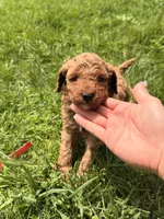 Roger, a male Miniature Goldendoodle for sale in Michigan City, IN – 2 of 5