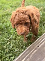 Jasper, a female Miniature Goldendoodle for sale in Michigan City, IN – 3 of 4