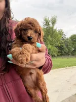 Sparky , a male Miniature Goldendoodle for sale in Michigan City, IN – 2 of 4