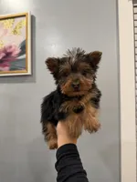 Fletcher, a male Yorkshire Terrier for sale in Michigan City, IN – 2 of 3