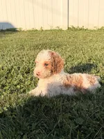 Finn, a male Miniature Goldendoodle for sale in Michigan City, IN – 2 of 7