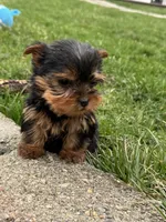Jonny, a male Yorkshire Terrier for sale in Michigan City, IN – Photo 4 of 5