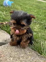 Jonny, a male Yorkshire Terrier for sale in Michigan City, IN – Photo 3 of 5