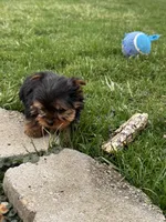 Jonny, a male Yorkshire Terrier for sale in Michigan City, IN – Photo 5 of 5