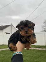 Jonny, a male Yorkshire Terrier for sale in Michigan City, IN – Photo 2 of 5