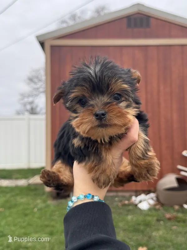 Jonny – Yorkshire Terrier puppy for sale in Michigan City, IN
