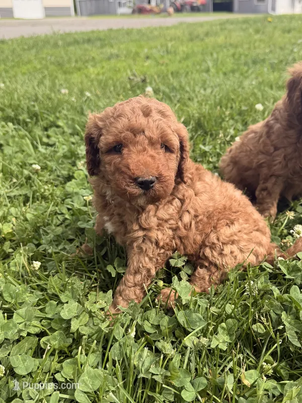 Ricky – Miniature Goldendoodle puppy for sale in Michigan City, IN