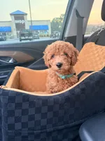Rio, a female Miniature Goldendoodle for sale in Michigan City, IN – 6 of 6