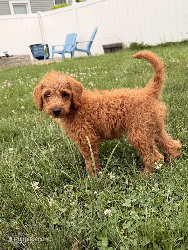 Misty – Miniature Goldendoodle puppy for sale in Michigan City, IN