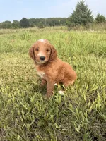 Theodore , a male Miniature Goldendoodle for sale in Michigan City, IN – 4 of 4