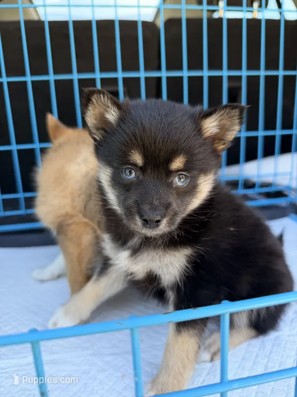 Misty – Pomsky puppy for sale in Michigan City, IN