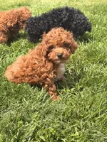 Danny, a female Poodle - Toy  for sale in Michigan City, IN – 2 of 4