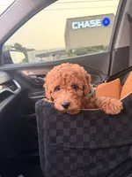 Rio, a female Miniature Goldendoodle for sale in Michigan City, IN – 5 of 6
