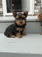 Bandit , a male Yorkshire Terrier for sale in Michigan City, IN – 4 of 4