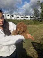 Channel, a female Miniature Goldendoodle for sale in Michigan City, IN – 4 of 5