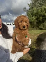 Mia, a female Miniature Goldendoodle for sale in Michigan City, IN – 3 of 5