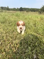 Simon, a male Miniature Goldendoodle for sale in Michigan City, IN – 4 of 6