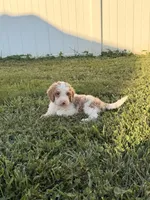 Finn, a male Miniature Goldendoodle for sale in Michigan City, IN – 3 of 7