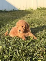 Fez, a male Miniature Goldendoodle for sale in Michigan City, IN – 3 of 6