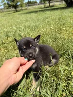 Tucker, a male Pomsky for sale in Michigan City, IN – 3 of 4