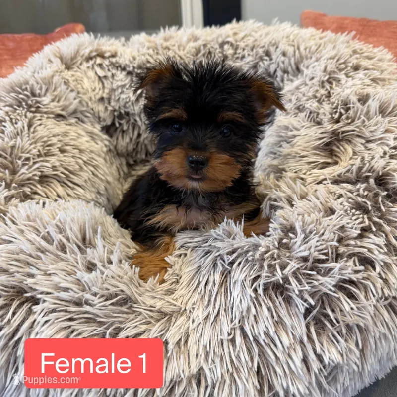 Female 1 – Yorkshire Terrier puppy for sale in Michigan City, IN