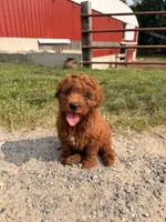 Mable, a female Miniature Goldendoodle for sale in Michigan City, IN – 1 of 5