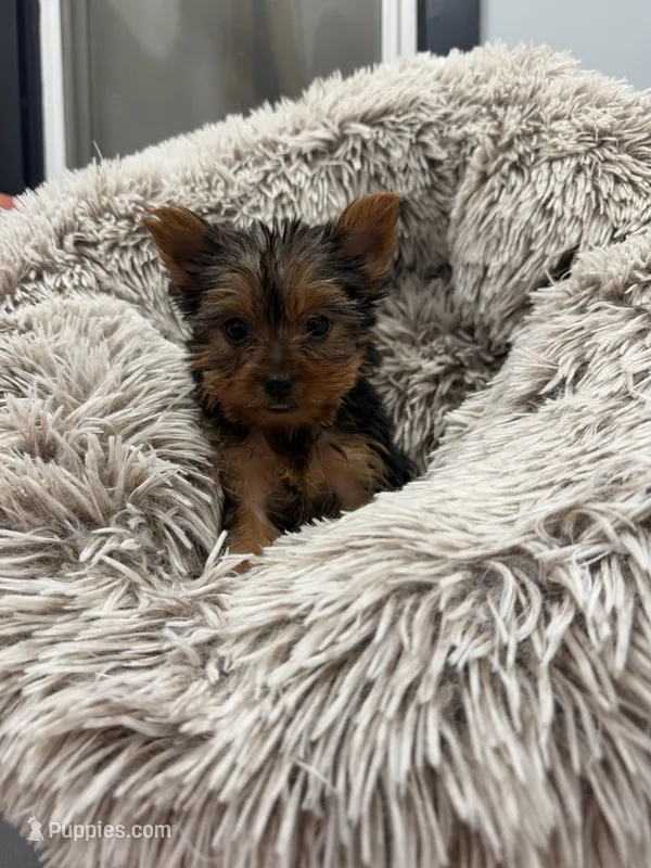 Phoebe  – Yorkshire Terrier puppy for sale in Michigan City, IN