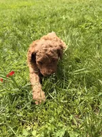 Roger, a male Miniature Goldendoodle for sale in Michigan City, IN – 5 of 5