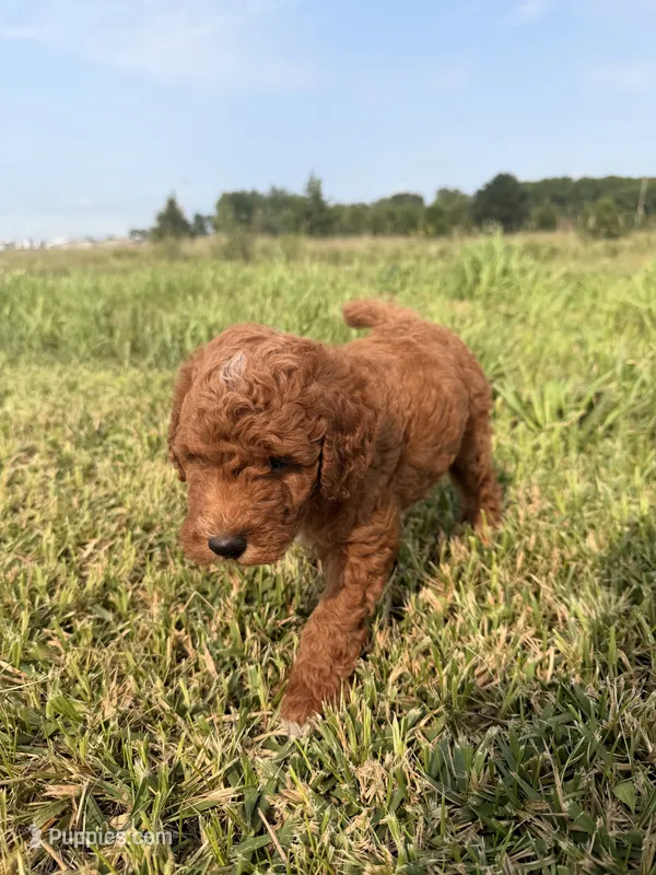 Alvin – Miniature Goldendoodle puppy for sale in Michigan City, IN