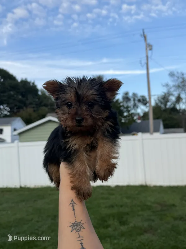 Phoebe  – Yorkshire Terrier puppy for sale in Michigan City, IN